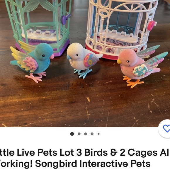 Three live pet birds 🐦 - Picture 4 of 12